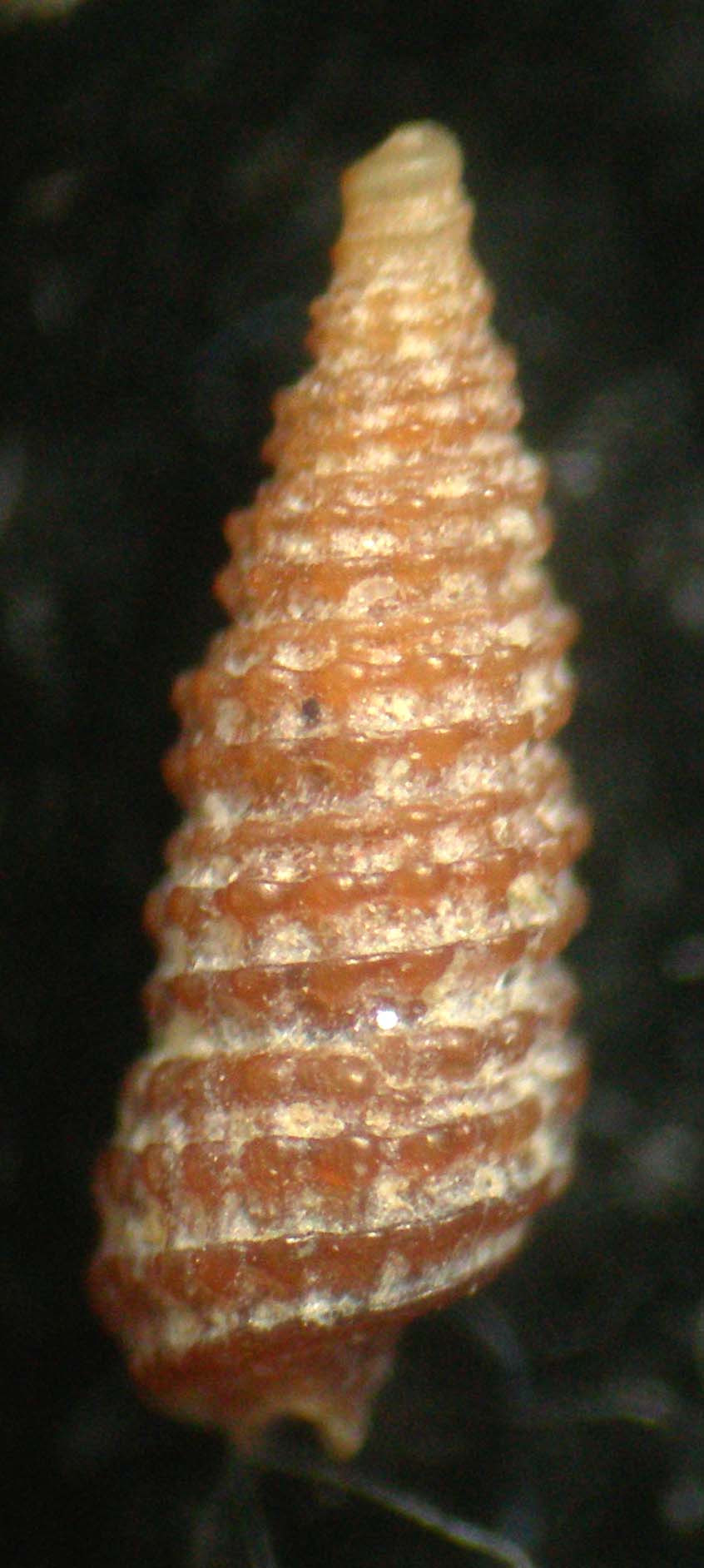 cerithiopsis nofroni